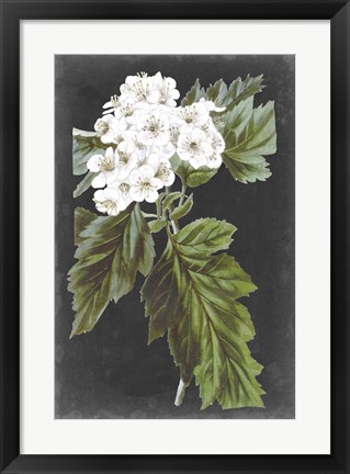 Framed Dramatic White Flowers IV Print