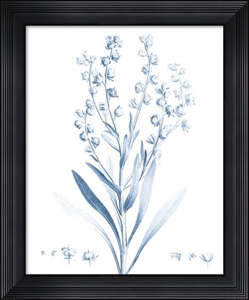 Framed Antique Botanical in Blue I Print