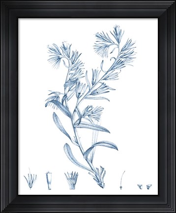 Framed Antique Botanical in Blue II Print