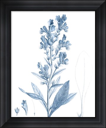 Framed Antique Botanical in Blue III Print
