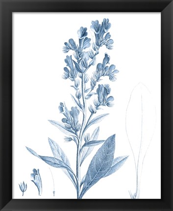 Framed Antique Botanical in Blue III Print