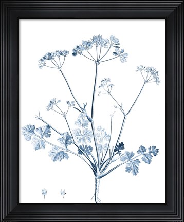 Framed Antique Botanical in Blue IV Print