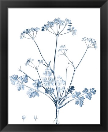 Framed Antique Botanical in Blue IV Print