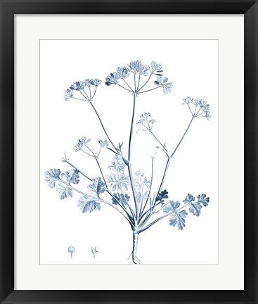 Framed Antique Botanical in Blue IV Print