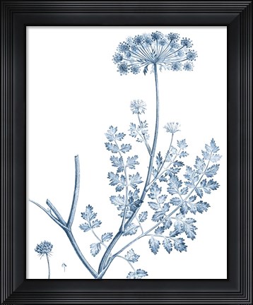 Framed Antique Botanical in Blue V Print