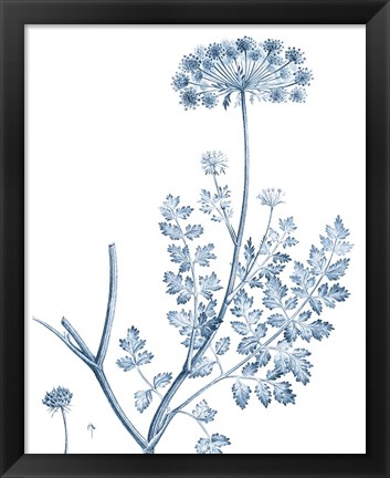 Framed Antique Botanical in Blue V Print