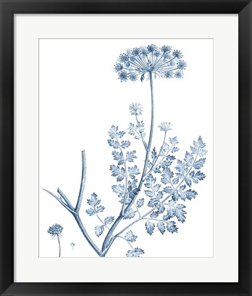 Framed Antique Botanical in Blue V Print