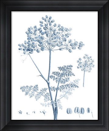 Framed Antique Botanical in Blue VI Print