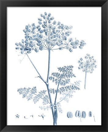 Framed Antique Botanical in Blue VI Print