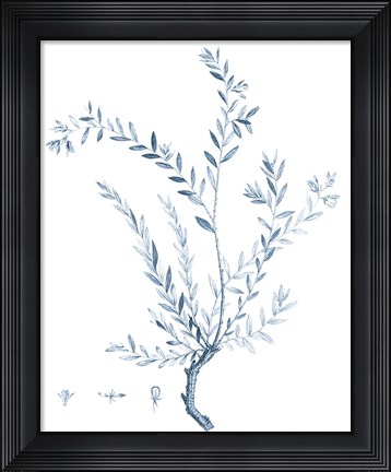 Framed Antique Botanical in Blue VII Print