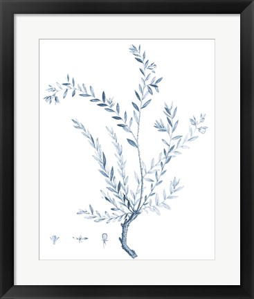 Framed Antique Botanical in Blue VII Print