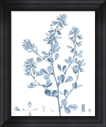 Framed Antique Botanical in Blue VIII Print