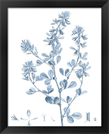 Framed Antique Botanical in Blue VIII Print