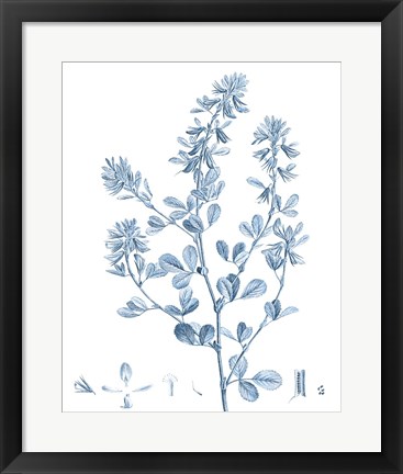 Framed Antique Botanical in Blue VIII Print