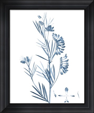 Framed Antique Botanical in Blue IX Print