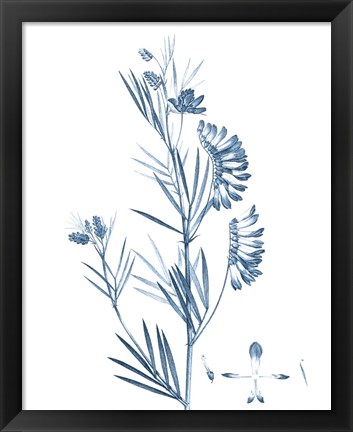 Framed Antique Botanical in Blue IX Print