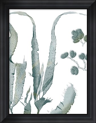 Framed Seaside Seaweed III Print