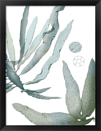 Framed Seaside Seaweed IV Print