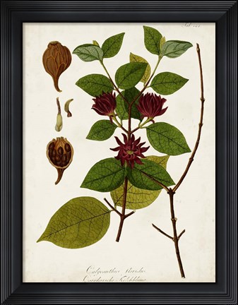 Framed Antique Greenery I Print