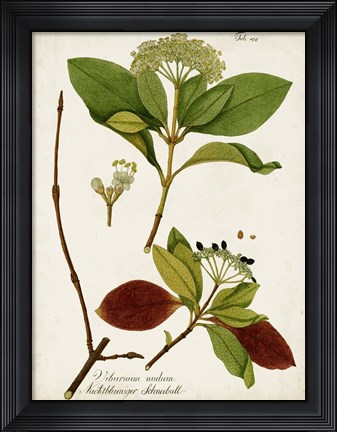 Framed Antique Greenery II Print