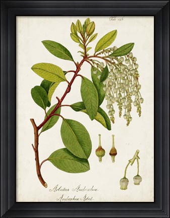 Framed Antique Greenery III Print
