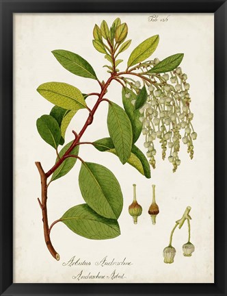 Framed Antique Greenery III Print