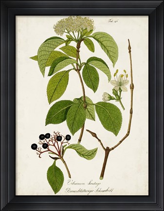 Framed Antique Greenery IV Print
