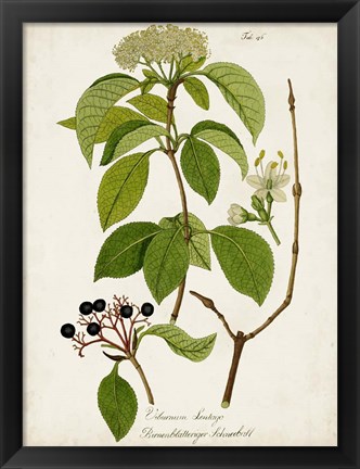 Framed Antique Greenery IV Print