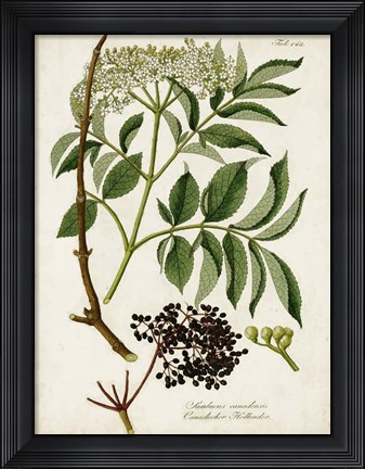 Framed Antique Greenery V Print
