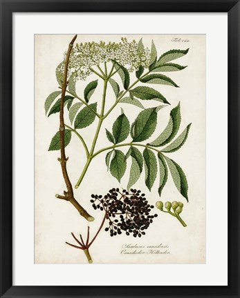 Framed Antique Greenery V Print