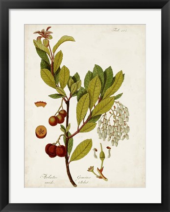 Framed Antique Greenery VI Print