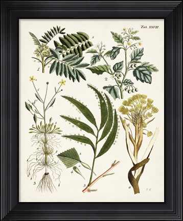 Framed Fanciful Ferns I Print