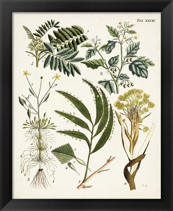 Framed Fanciful Ferns I Print