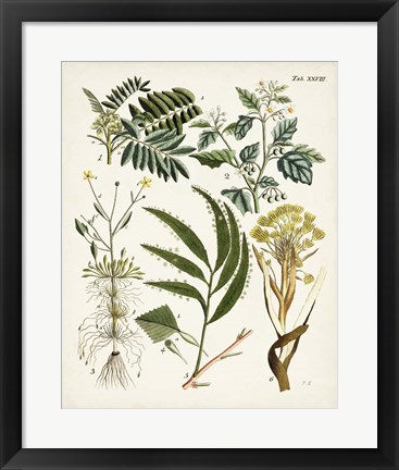 Framed Fanciful Ferns I Print