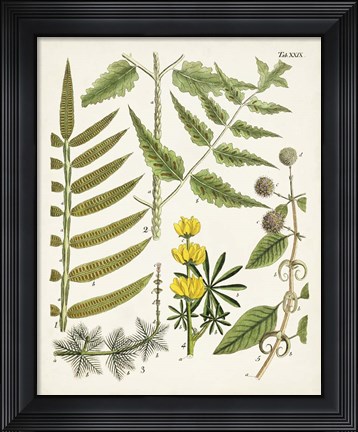 Framed Fanciful Ferns II Print