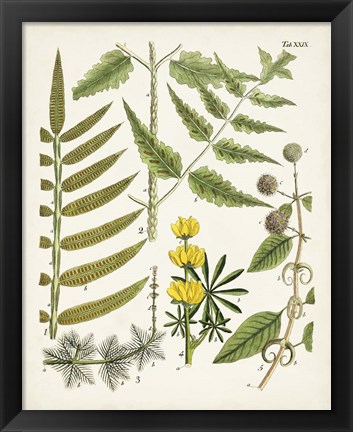 Framed Fanciful Ferns II Print