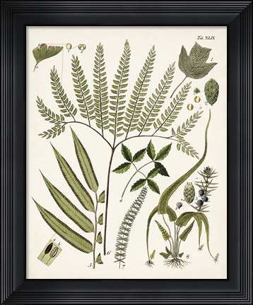 Framed Fanciful Ferns III Print