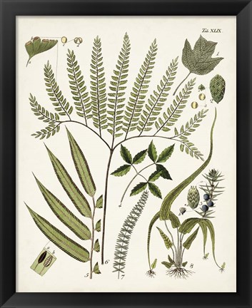 Framed Fanciful Ferns III Print