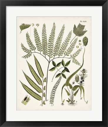 Framed Fanciful Ferns III Print