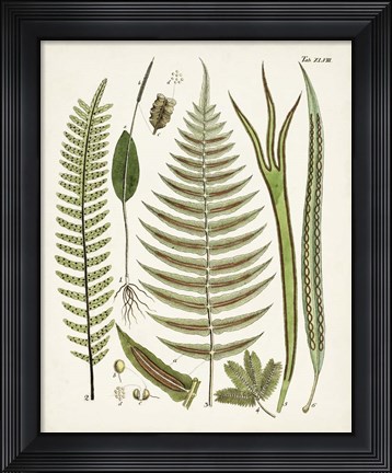 Framed Fanciful Ferns V Print