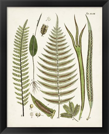 Framed Fanciful Ferns V Print