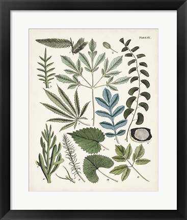 Framed Fanciful Ferns VII Print