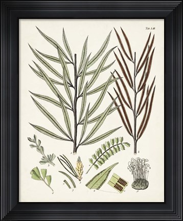 Framed Fanciful Ferns VIII Print
