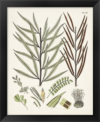 Framed Fanciful Ferns VIII Print