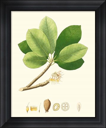 Framed Spring Green Foliage II Print