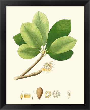 Framed Spring Green Foliage II Print