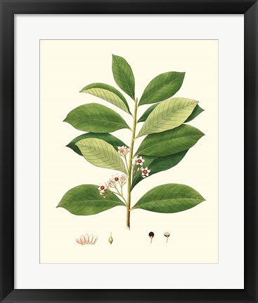 Framed Spring Green Foliage III Print