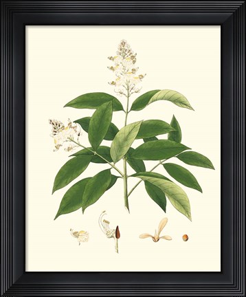 Framed Spring Green Foliage V Print