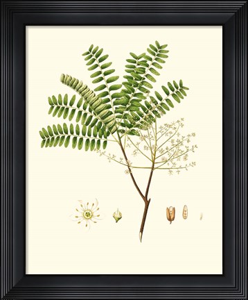 Framed Spring Green Foliage VIII Print