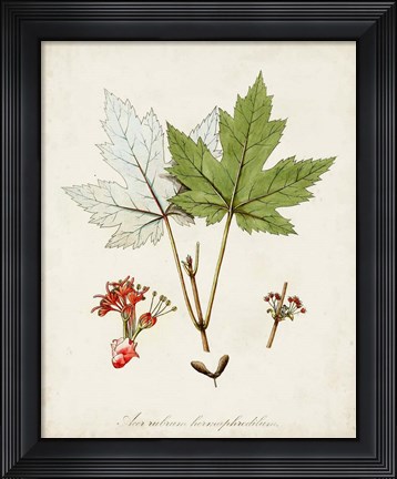 Framed Antique Tree Study I Print